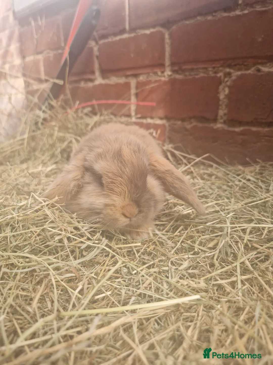 Mini Lop rabbits for sale: **mini lops ready now ** - Advert 2
