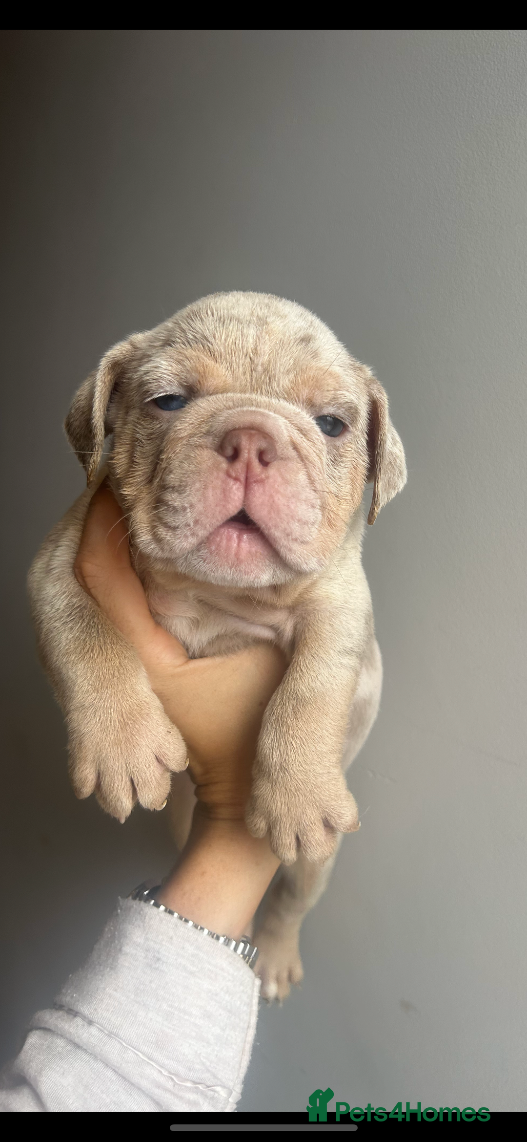 English Bulldog dogs for sale: English Bulldog Puppies  - Image 3
