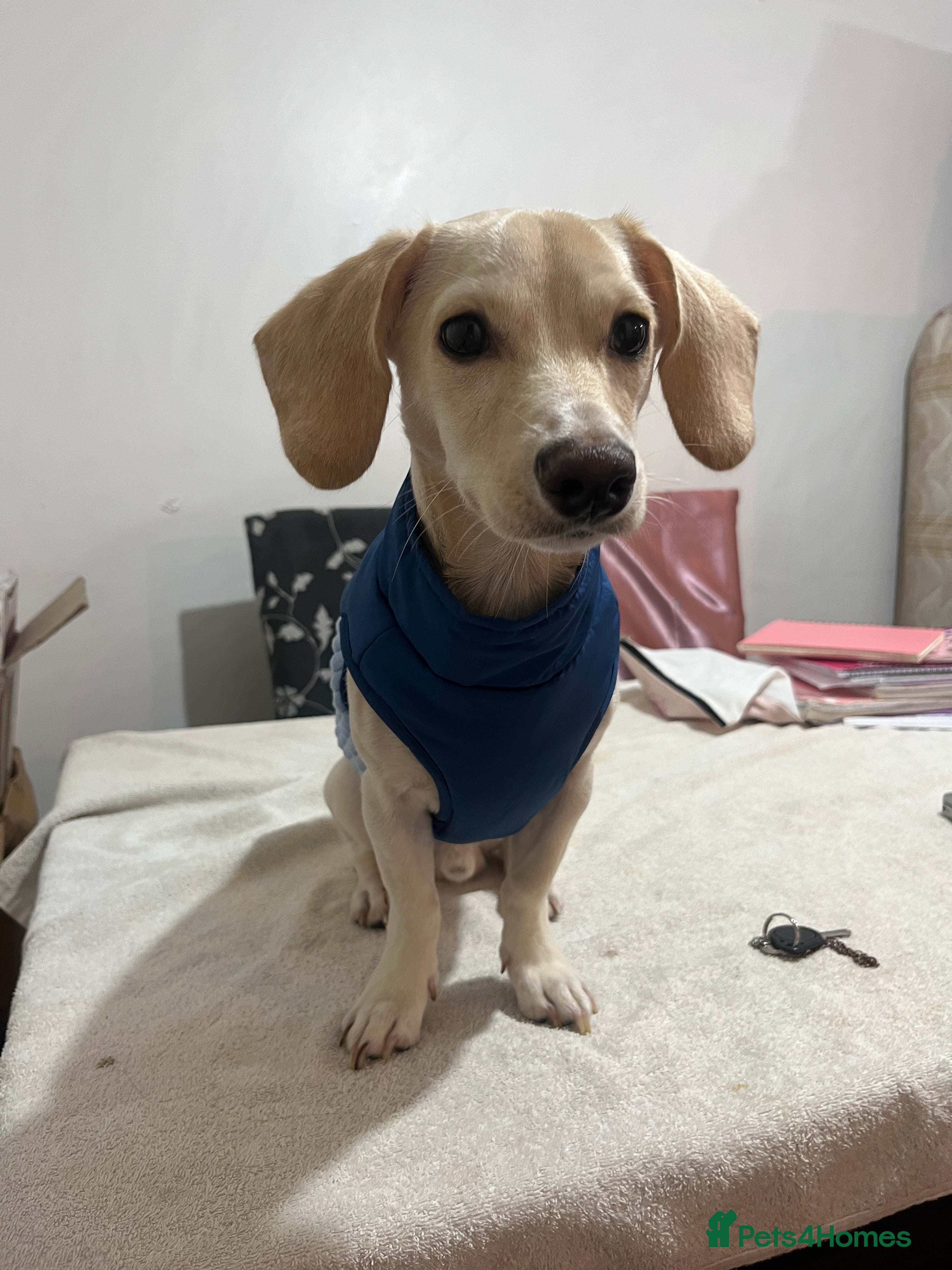 Mixed Breed dogs Adorable 7 months mini dachshund puppy! 🐶 - Advert 1