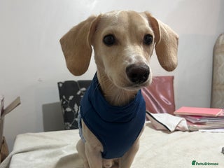 Mixed Breed dogs Adorable 7 months mini dachshund puppy! 🐶 - Advert 1