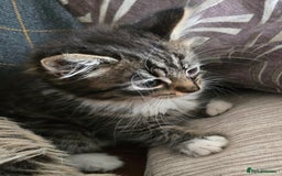 Mixed Breed cats for sale: Beautiful mixed breed female kitten  - Image 2