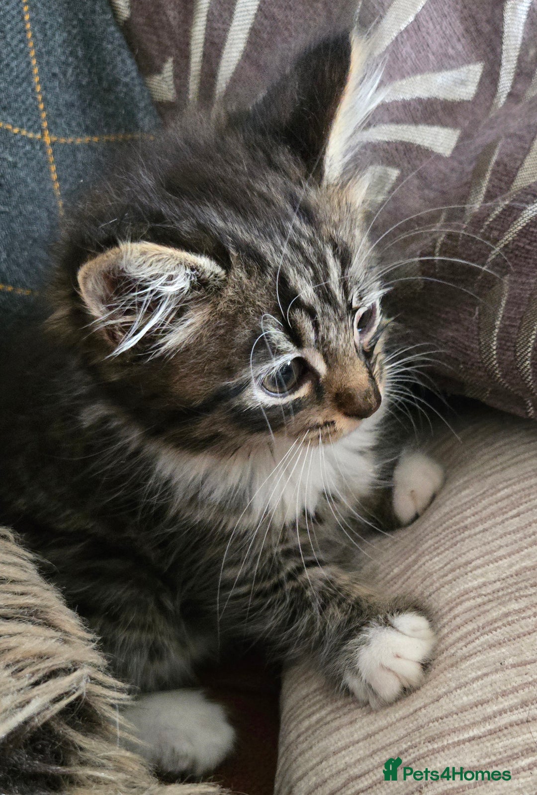 Mixed Breed cats for sale: Beautiful mixed breed female kitten  - Image 2