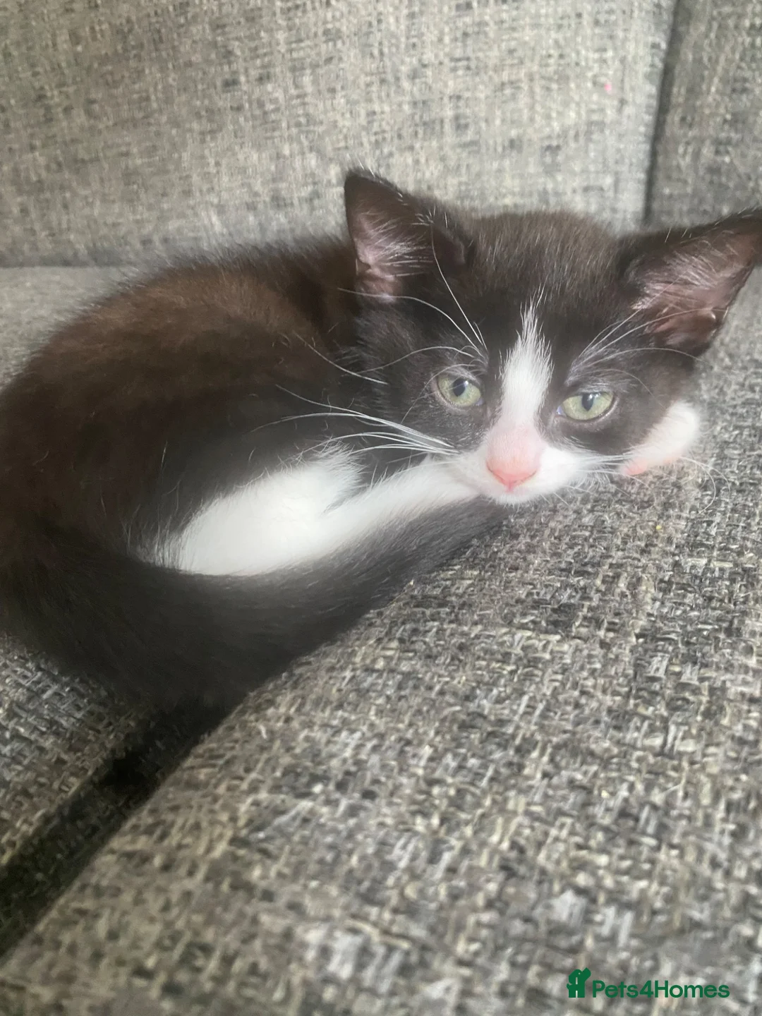 Mixed Breed cats for sale: Kittens - Advert 3