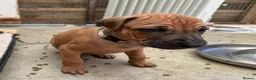 Rhodesian Ridgeback dogs for sale: Rhodesian Ridgeback Puppies - Advert 13
