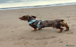 Miniature Dachshund dogs for sale: 2 Minature Dachshund - Image 10