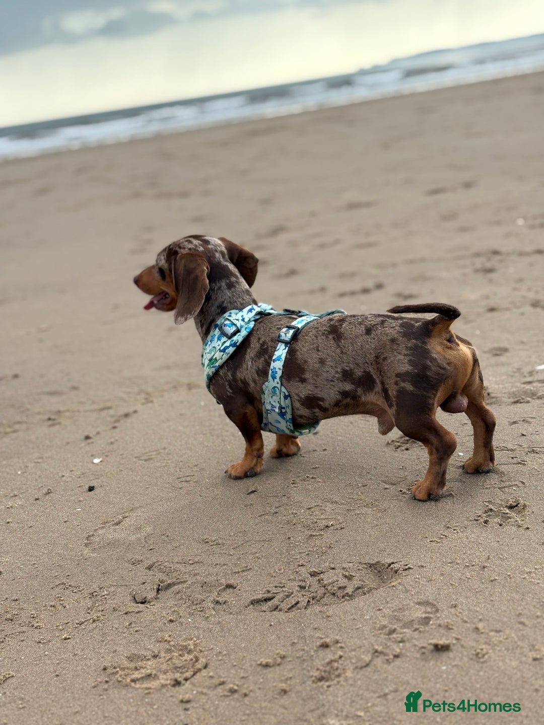 Miniature Dachshund dogs for sale: 2 Minature Dachshund - Image 10