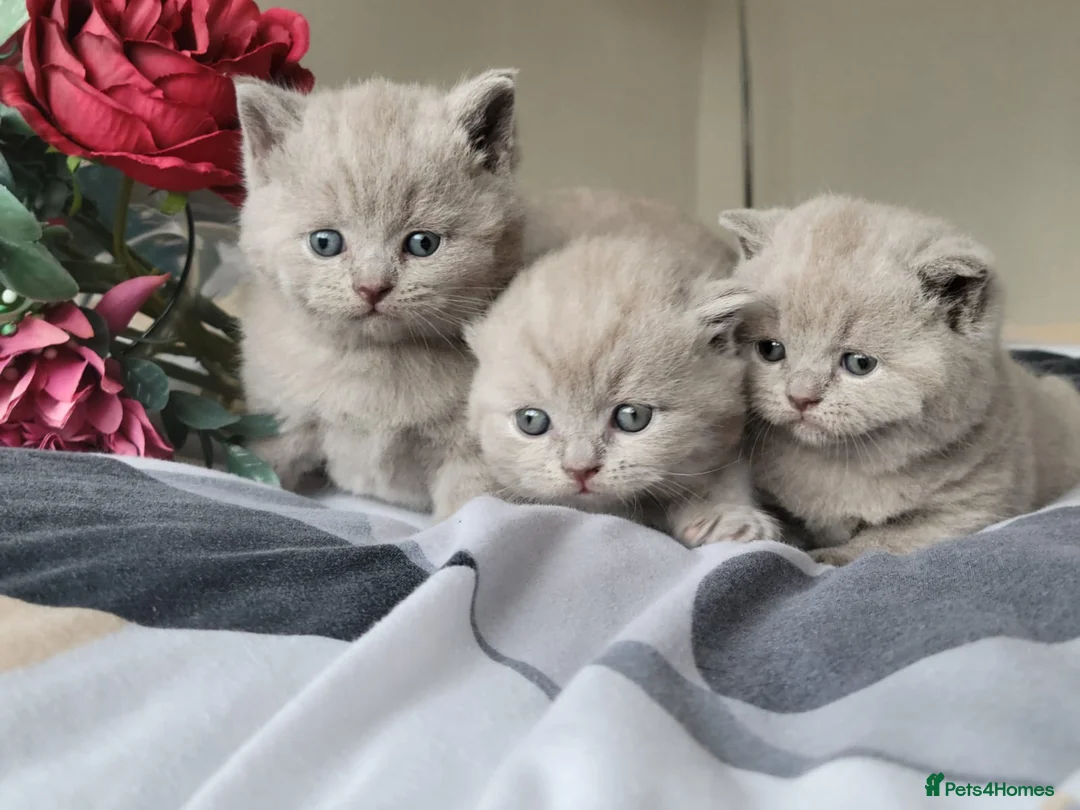 British Shorthair cats for stud: GCCF CHAMPION,TICA registered  in Barnsley - Advert 13