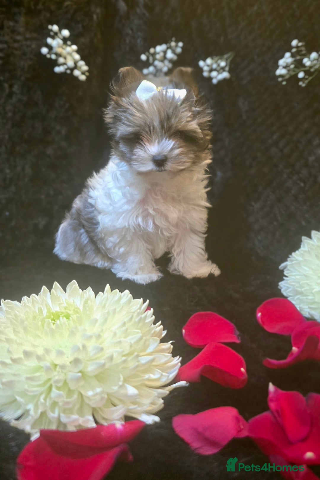 Yorkshire Terrier dogs for sale: Luxury Yorkshire Terrier Puppies/Home Raised/IHR   - Advert 16