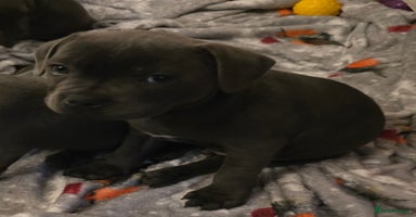 Staffordshire Bull Terrier dogs - Advert 3