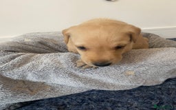 Labrador Retriever dogs for sale: Gorgeous Labrador puppies for sale! - Image 20