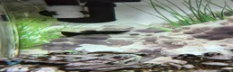 Plecos fish for sale: 160L Aquarium Full Setup with Fish & Filter in Lutterworth - Advert 7