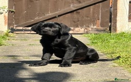 Mixed Breed dogs for sale: Bonnie - Image 7