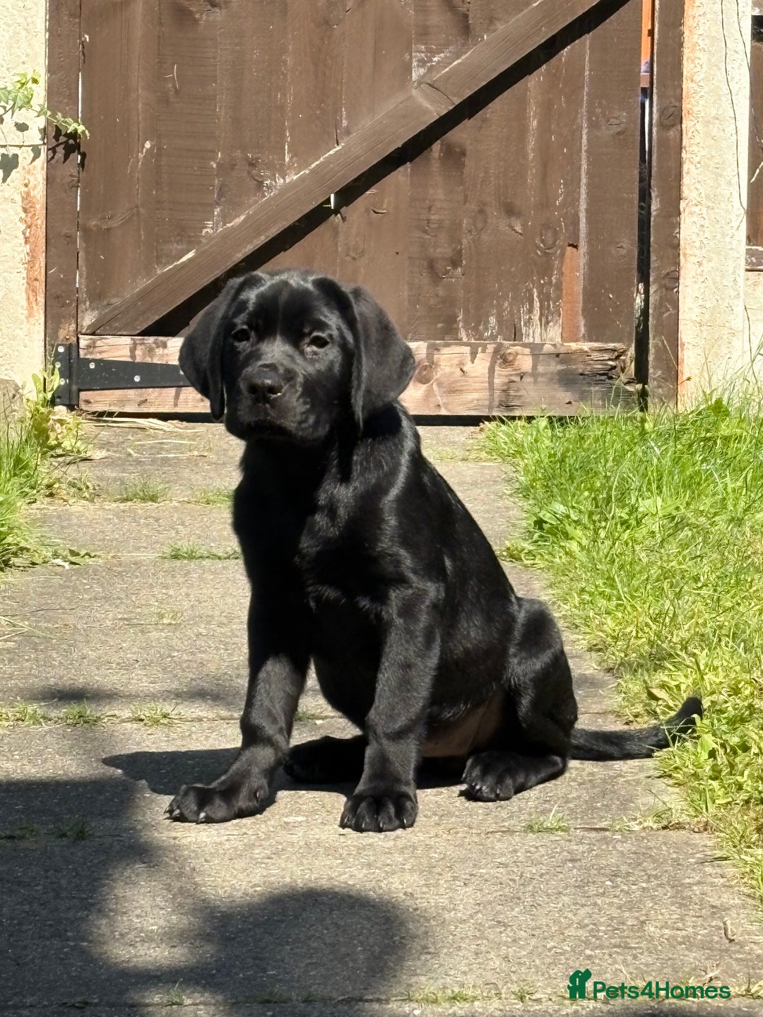Mixed Breed dogs for sale: Bonnie - Image 7