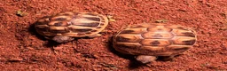 Tortoise reptiles for sale: Testudo Hermanni tortoises for sale-3 months old  - Advert 6