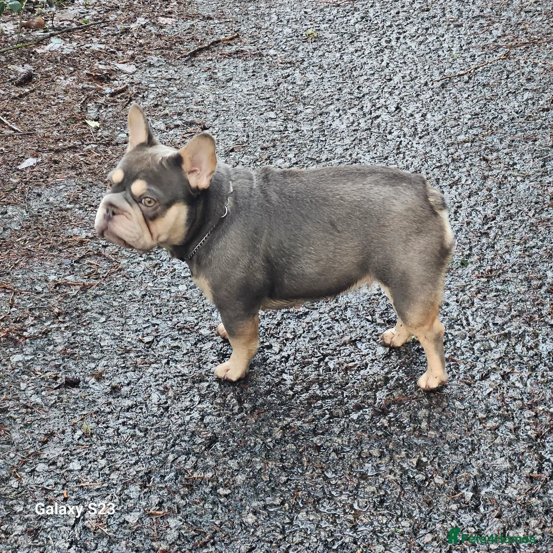 French Bulldog dogs for stud: NEW SHADE/ISABELLA AND TAN, PINK, FLUFFY  - Advert 6