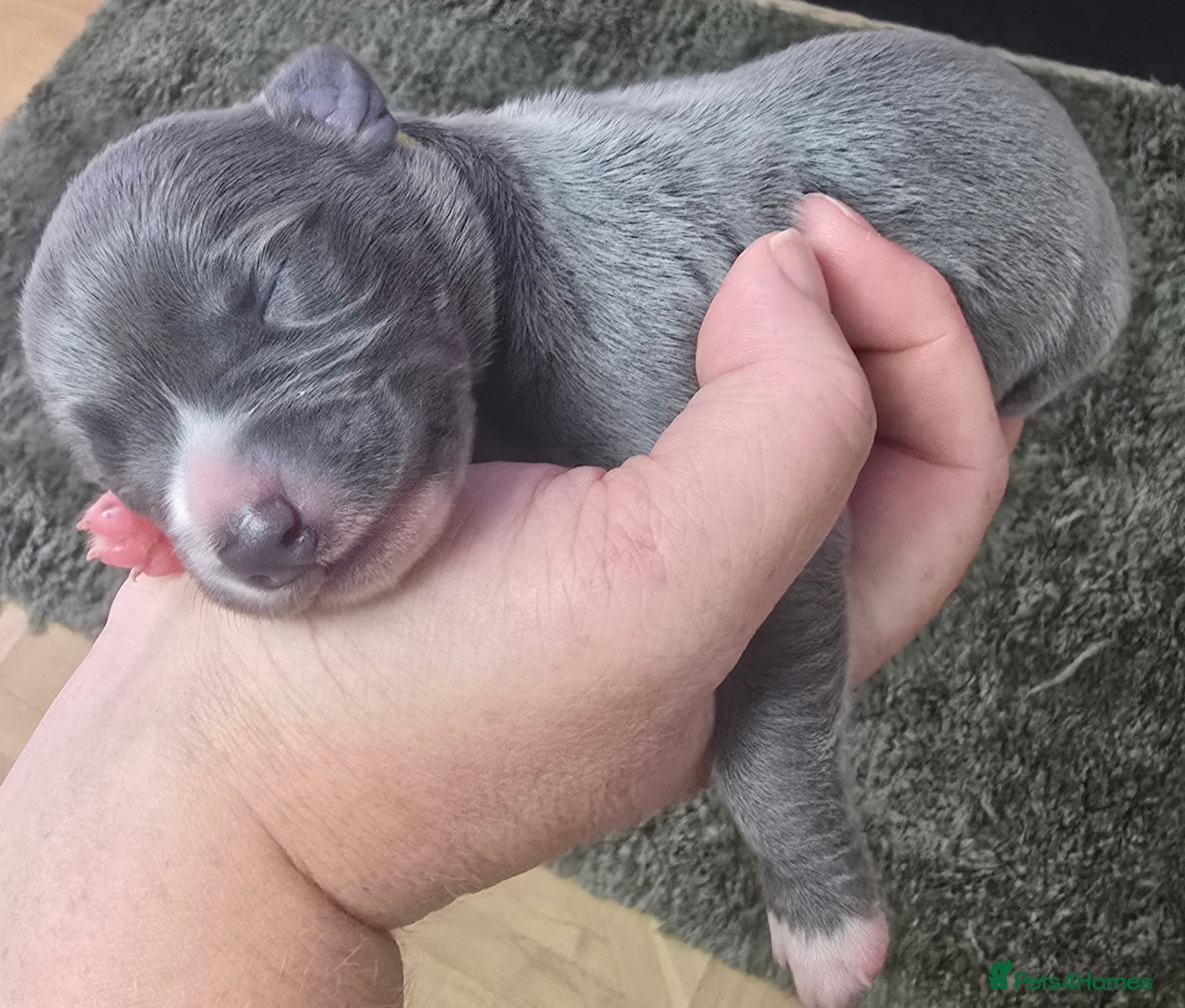 Whippet dogs Beautiful kc puppies not ready for 8 weeks  - Advert 2