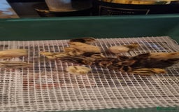 Quail poultry for sale: Coturnix quail three week old (not sexed)  - Image 27
