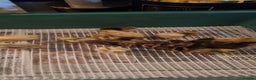 Quail poultry for sale: Coturnix quail three week old (not sexed)  - Advert 27