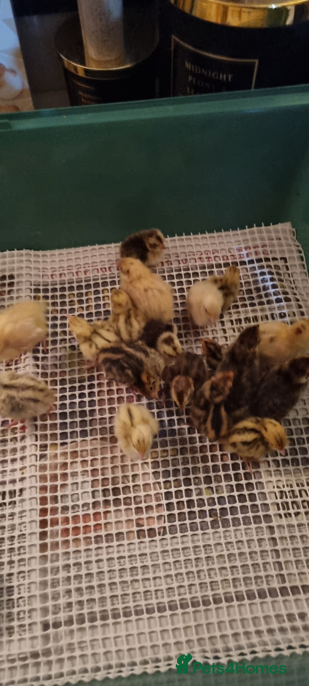 Quail poultry for sale: Coturnix quail three week old (not sexed)  - Image 27
