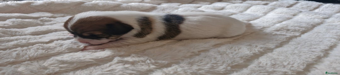 Jack Russell Puppy 4