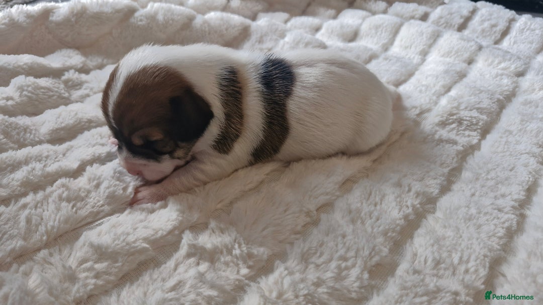 Jack Russell dogs for sale: Jack Russell puppies  - Advert 10