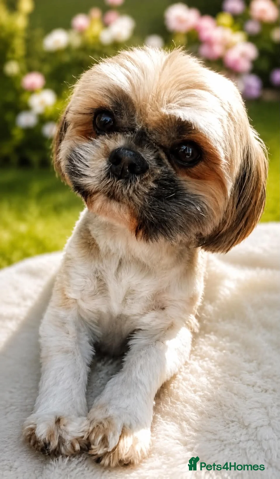 Shih Tzu dogs for sale: Stunning doby shih zu puppies - Advert 2