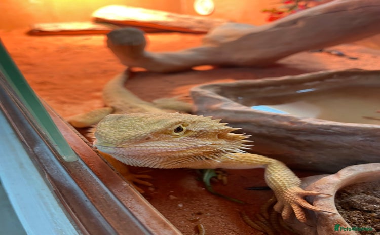 Bearded Dragon reptiles - Advert 1