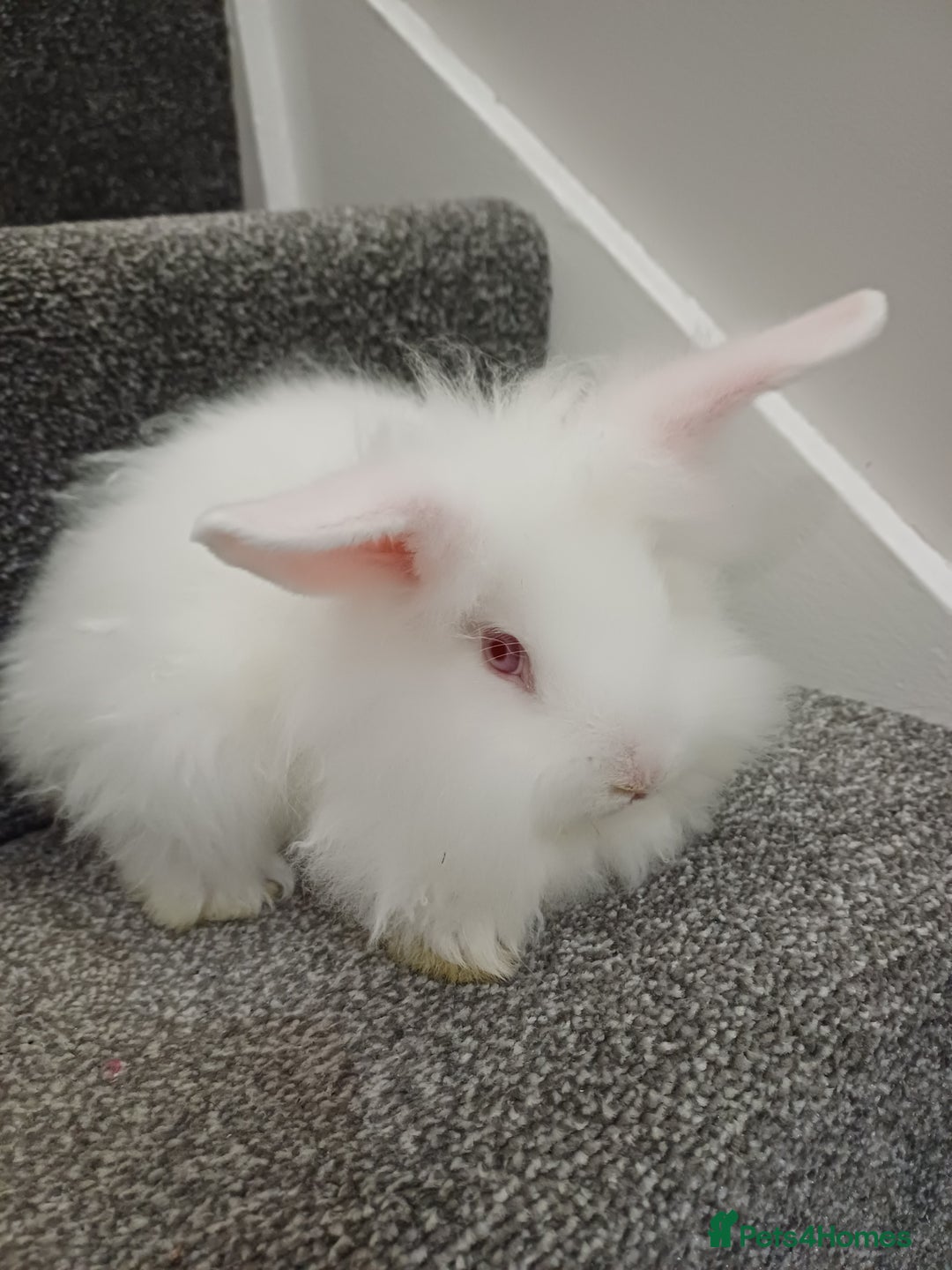 Lionhead rabbits for sale: White Male Lionhead Rabbit. 10 weeks old.  - Advert 5