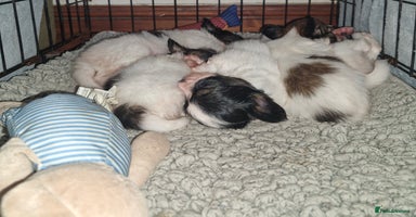 Papillon dogs - Advert 2