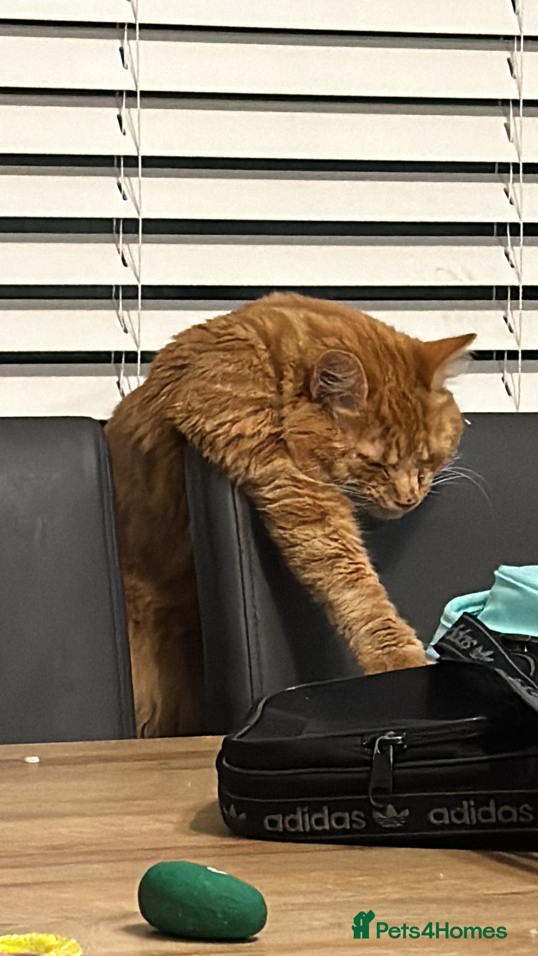 Maine Coon cats for sale: Ginger tiger striped fluffy maincoon mix.  - Image 12
