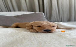 Australian Labradoodle dogs for sale: 🌟 Australian Labradoodle Puppies 🌟 - Image 5