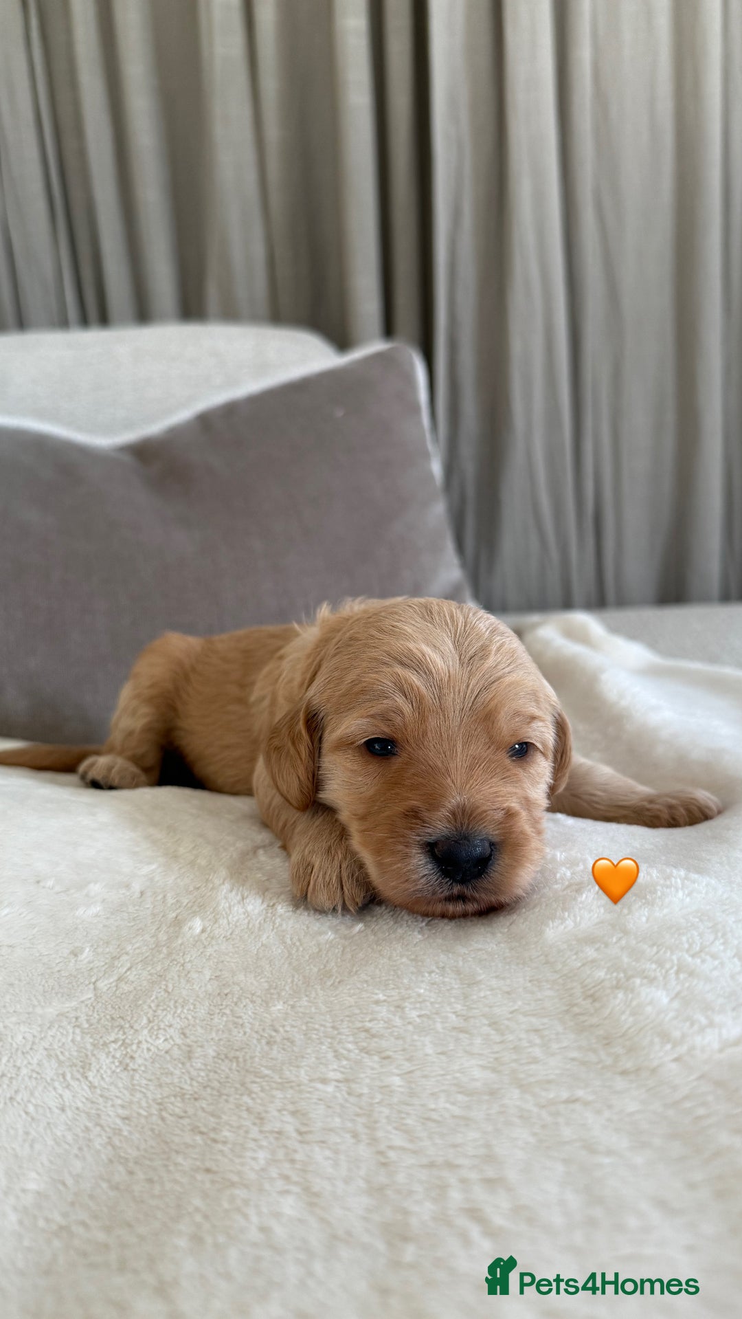 Australian Labradoodle dogs for sale: 🌟 Australian Labradoodle Puppies 🌟 - Image 5