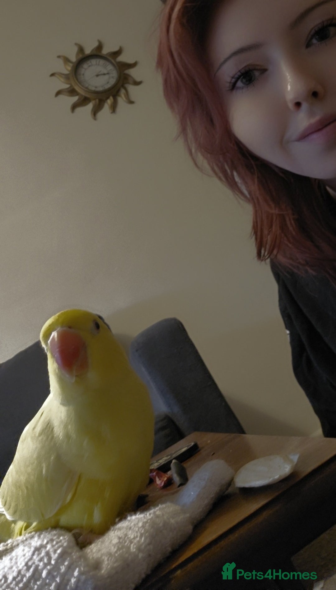 Ringnecks birds for sale: Yellow Indian Ringeck - Advert 6