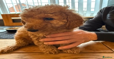 Labradoodle dogs - Advert 10