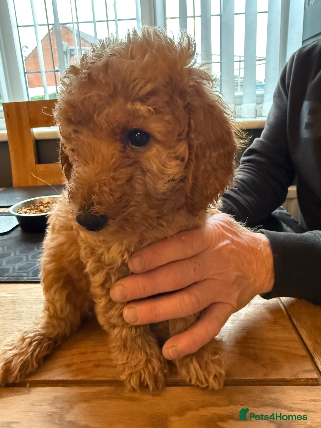 Labradoodle dogs for sale: Gorgeous Red Mini Labradoodles last one - Image 3