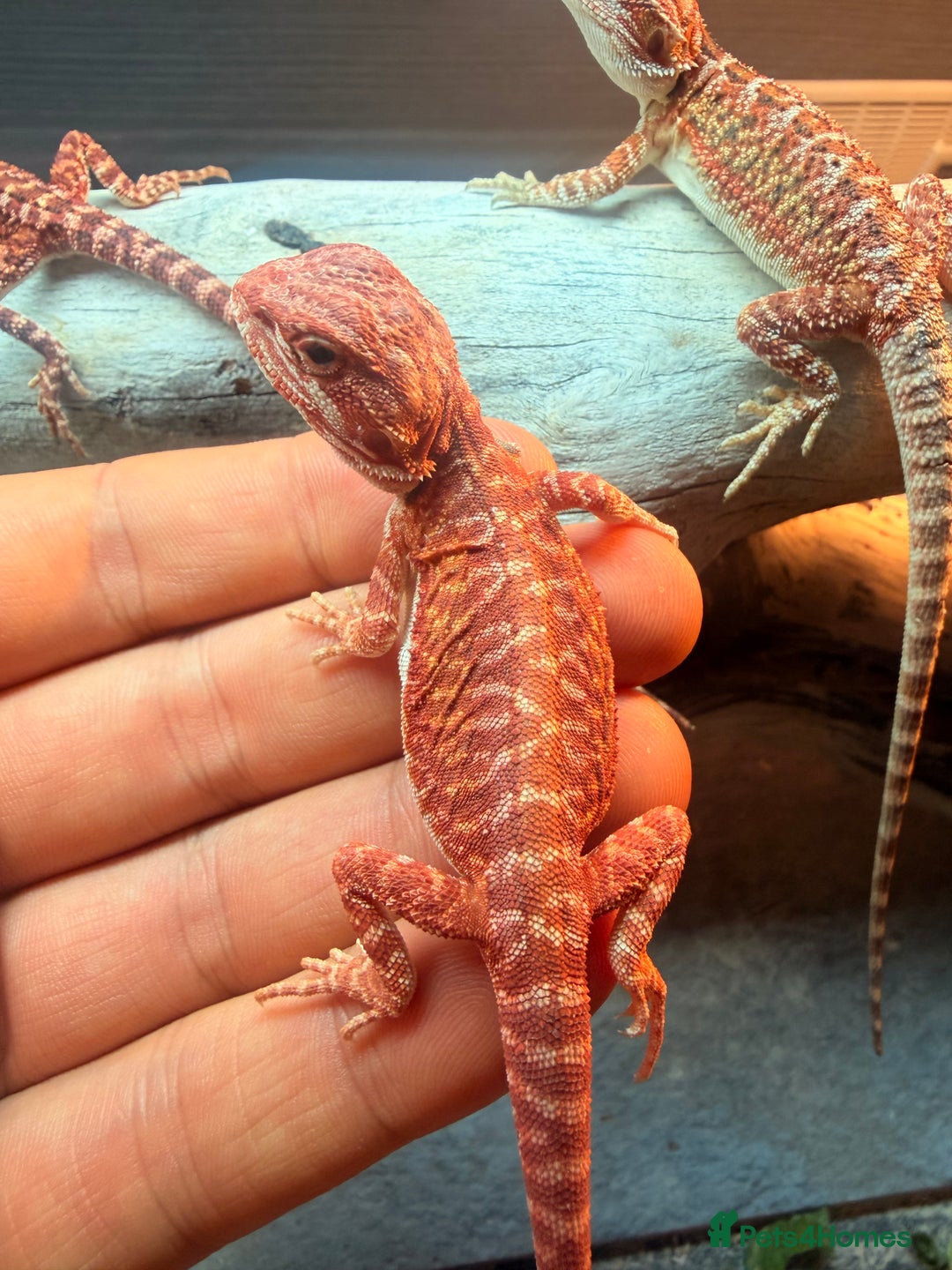 Bearded Dragon reptiles for sale: Red baby Bearded Dragons ready to go! - Advert 3
