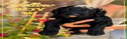 Goldendoodle dogs for sale: Outstanding F1 Standard Goldendoodle Puppies Large - Advert 6