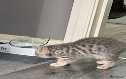 British Shorthair cats for sale: BSH Kitten Bean - Image 10