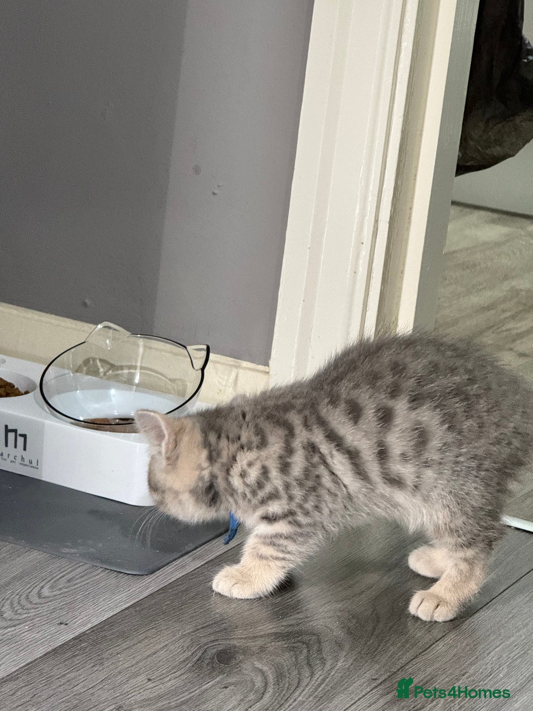 British Shorthair cats for sale: BSH Kitten Bean - Image 10