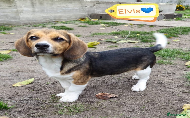 Beagle dogs - Advert 1