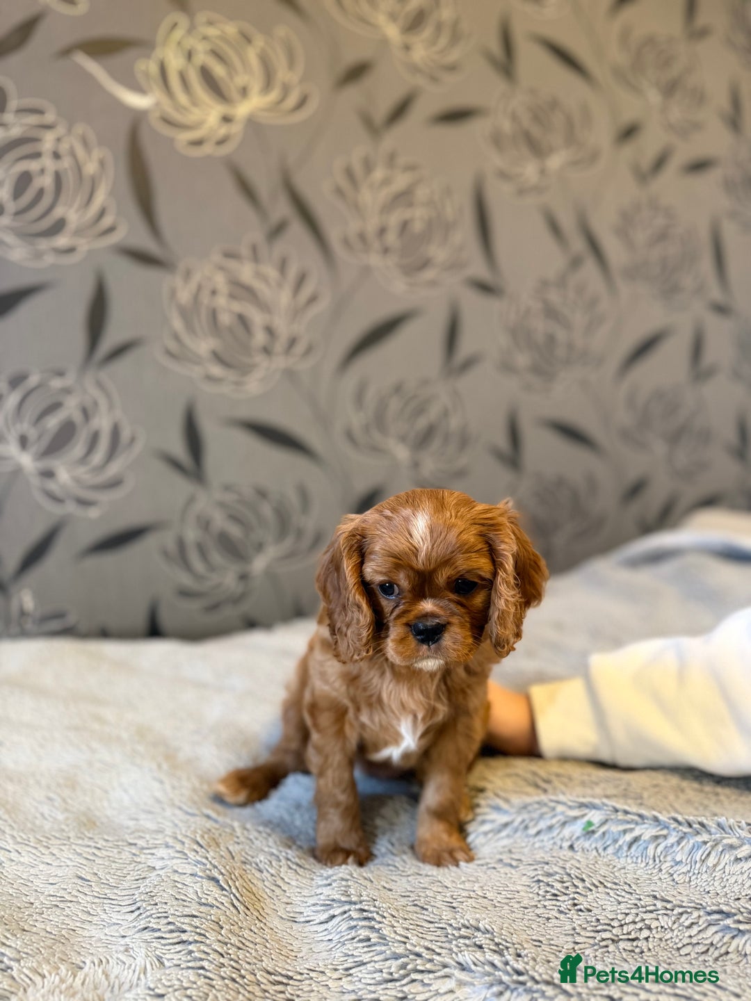 Cavalier King Charles Spaniel dogs for sale: Cavalier King Charles Spaniel - Advert 5