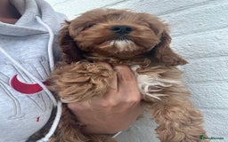 Cavapoo dogs for sale: Health tested cavapoo puppy’s  - Image 25