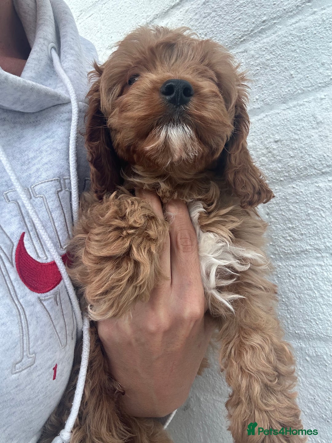 Cavapoo dogs for sale: Health tested cavapoo puppy’s  - Image 25