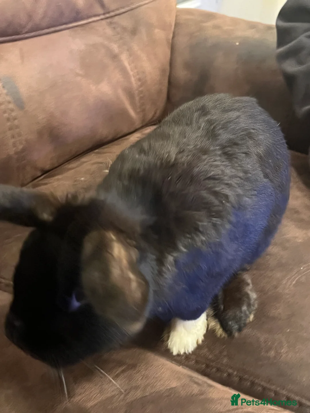 Netherland Dwarf rabbits for sale: House raised - Advert 14