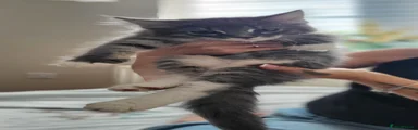 Maine Coon 1