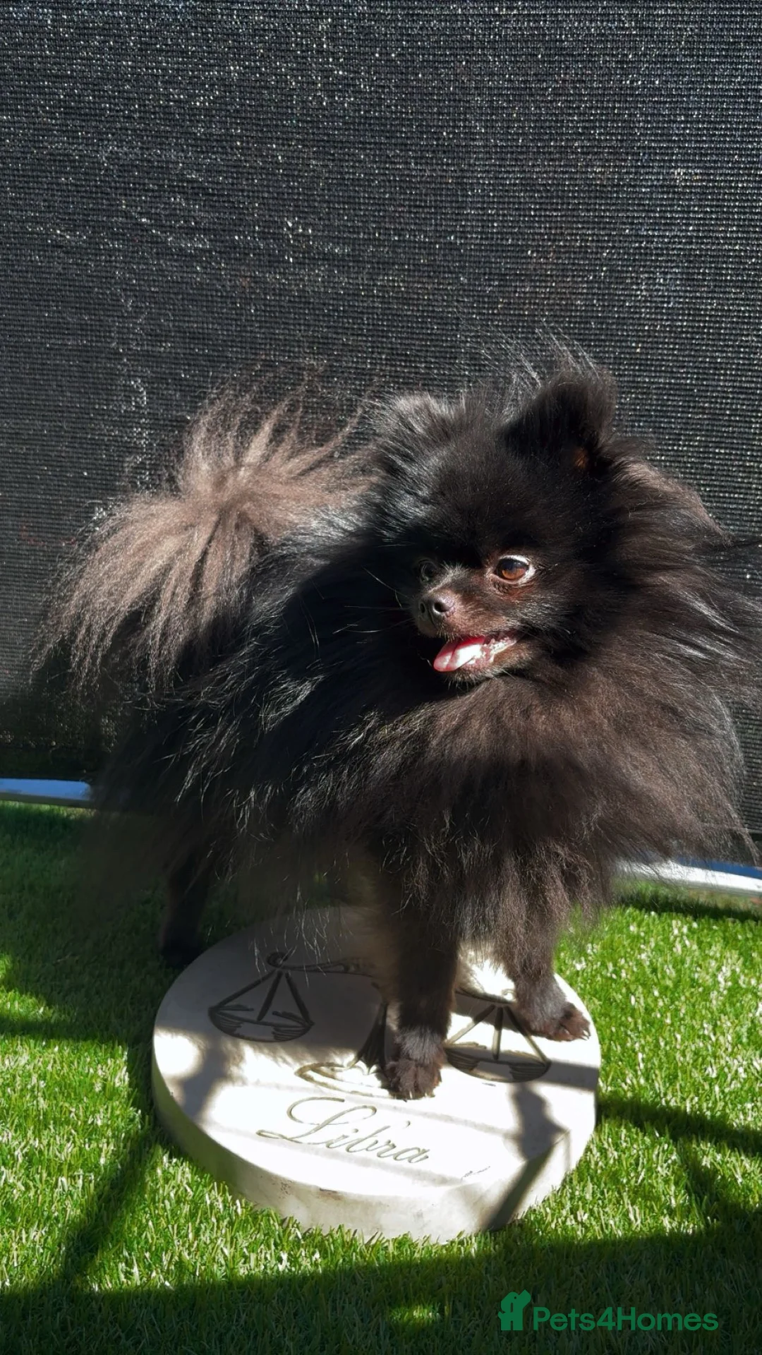 Pomeranian dogs for sale: Male Teddy Pom for rehoming  - Advert 1