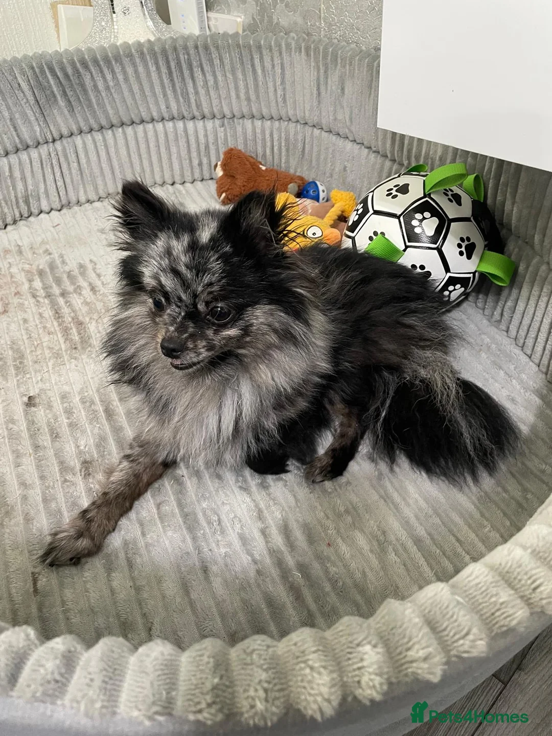 Pomeranian dogs for sale: Beautiful Pomeranian Merle Female in York - Advert 9