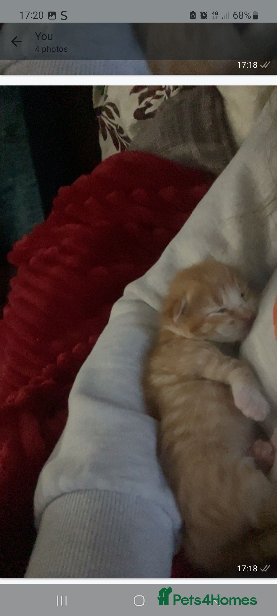 Mixed Breed cats for sale: Ginger kitten - Advert 4