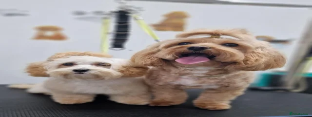 Rosie
