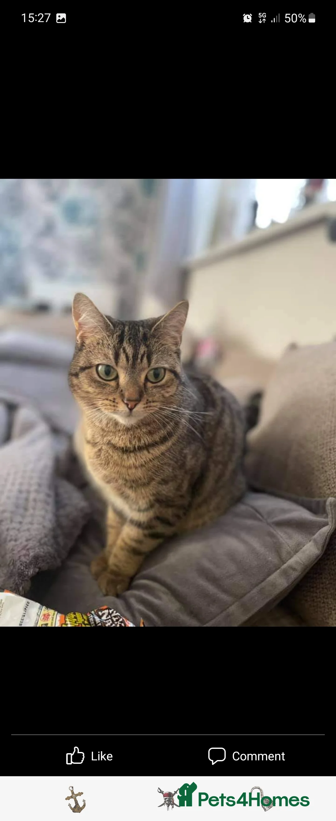 Mixed Breed cats for sale: Beautiful kittens  - Advert 5